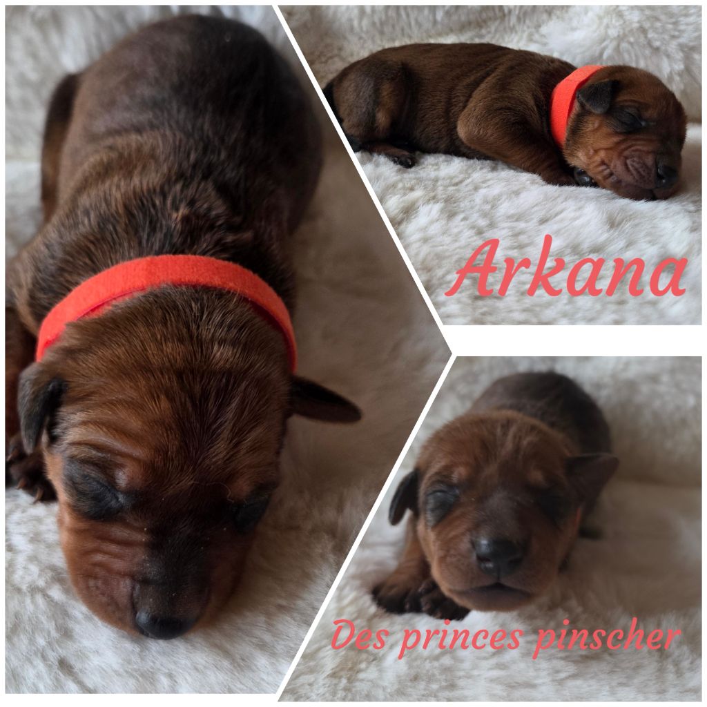des Princes Pinscher - Chiots disponibles - Pinscher Allemand