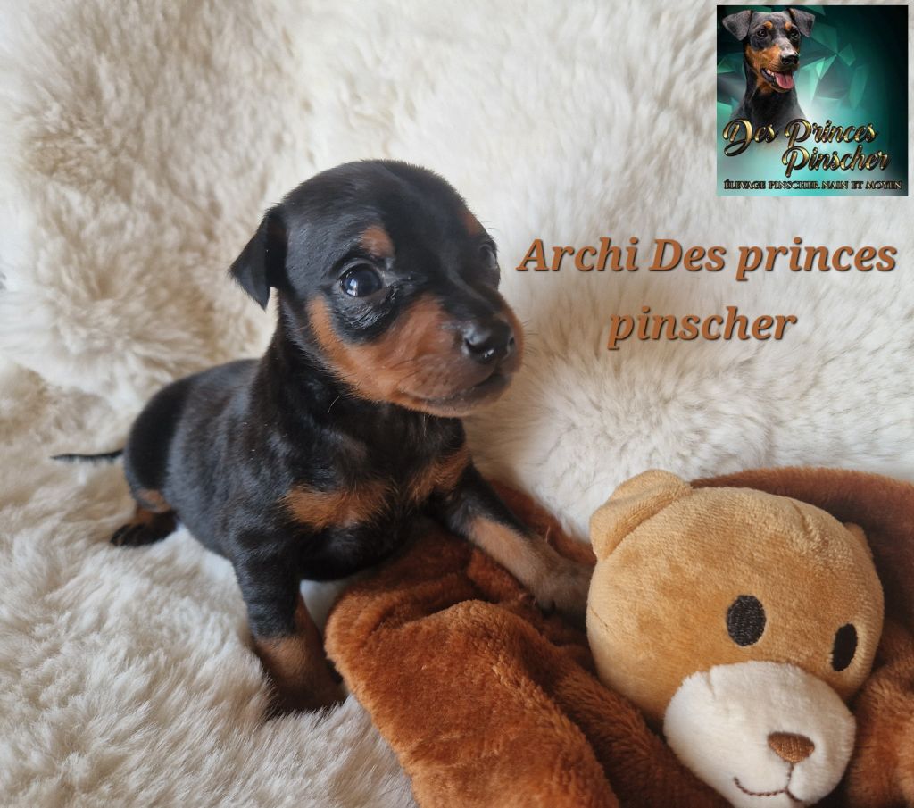des Princes Pinscher - Chiots disponibles - Pinscher nain