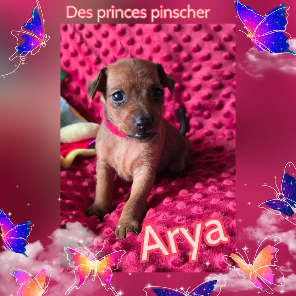 des Princes Pinscher - Chiots disponibles - Pinscher nain