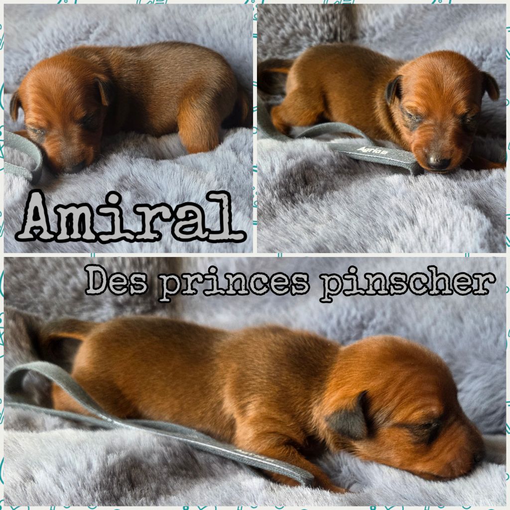 des Princes Pinscher - Chiots disponibles - Pinscher nain
