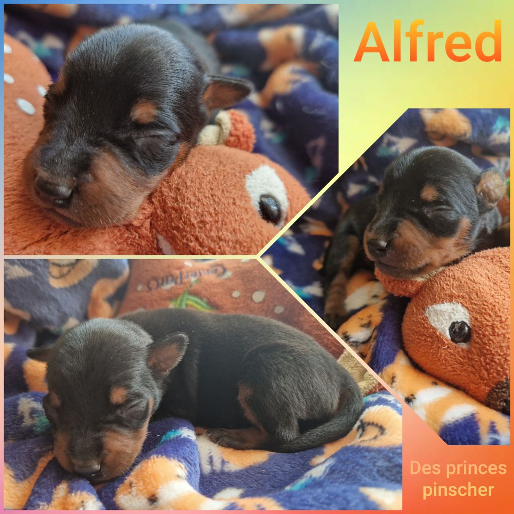 des Princes Pinscher - Chiots disponibles - Pinscher nain