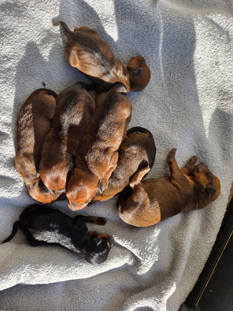 des Princes Pinscher - Pinscher nain - Portée née le 01/09/2025