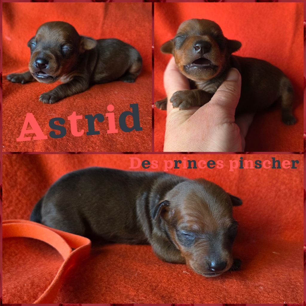 des Princes Pinscher - Chiots disponibles - Pinscher nain