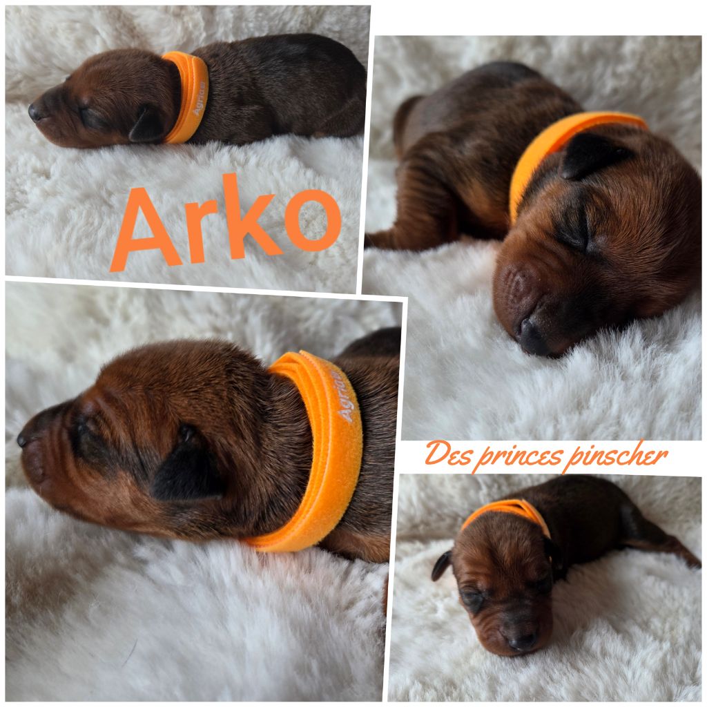 des Princes Pinscher - Chiots disponibles - Pinscher Allemand