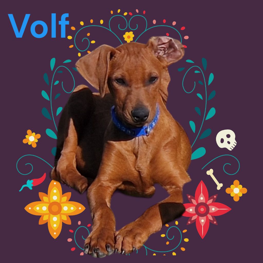 Volf
