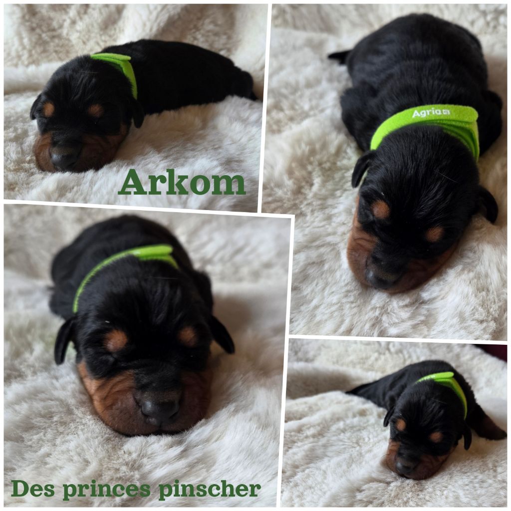des Princes Pinscher - Chiots disponibles - Pinscher Allemand