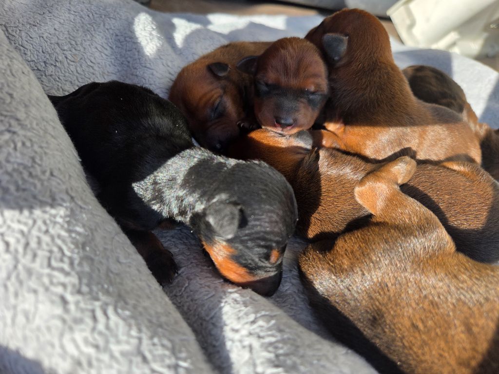 des Princes Pinscher - Chiots disponibles - Pinscher nain