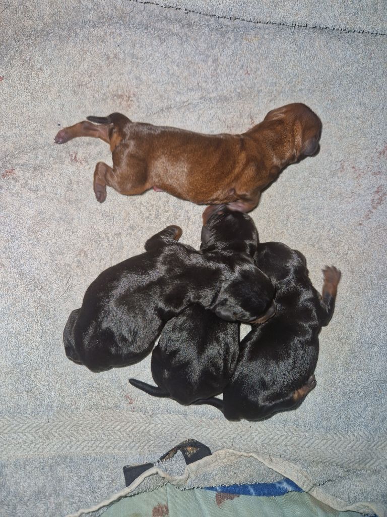 Chiot Pinscher nain des Princes Pinscher