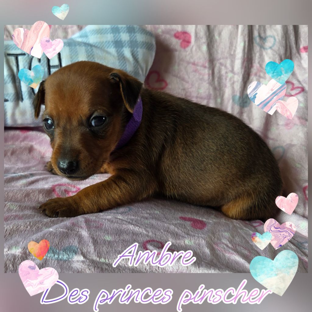 des Princes Pinscher - Chiots disponibles - Pinscher nain