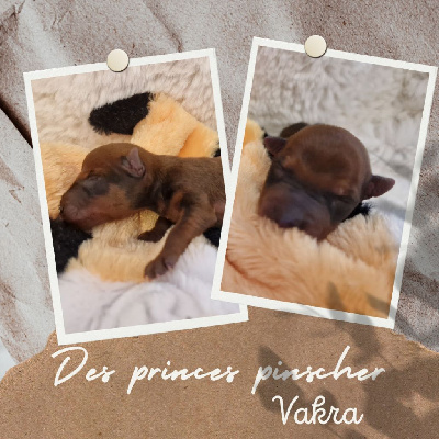Vakra