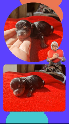 CHIOT
