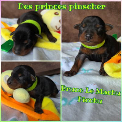 Bruno Le Machu Picchu Des princes pinscher