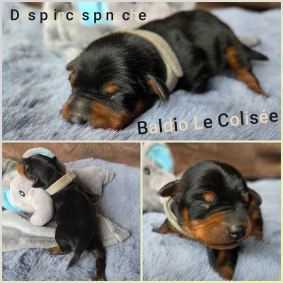 Baldio Le Colisée Des princes pinscher