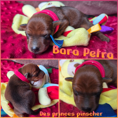 Bara Petra Des princes pinscher