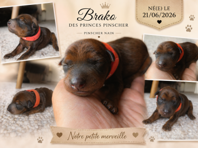 Brako