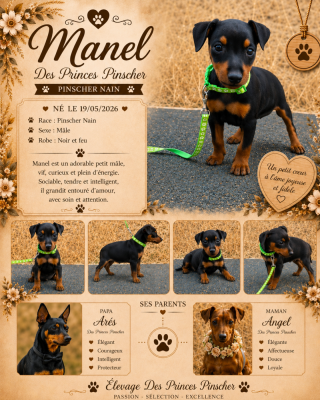 Manel