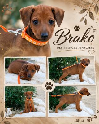 Brako/ BISCOTTE