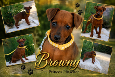 Browny