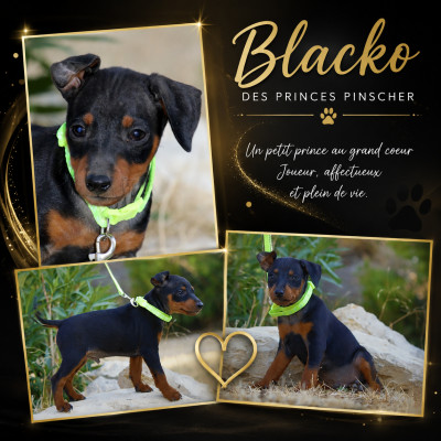 Blako