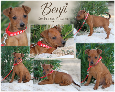 Benji