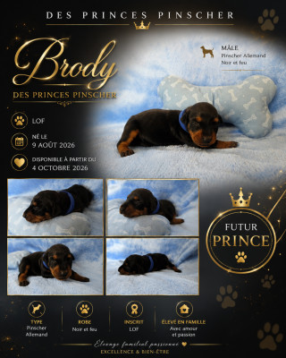 Brody