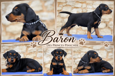 Baron