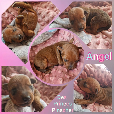 Angel 