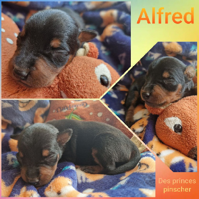 Alfred 