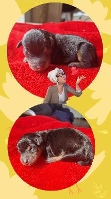 CHIOT