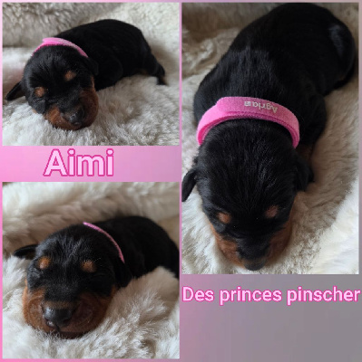 Aimi
