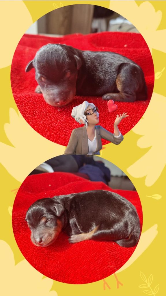 des Princes Pinscher - Chiots disponibles - Pinscher nain