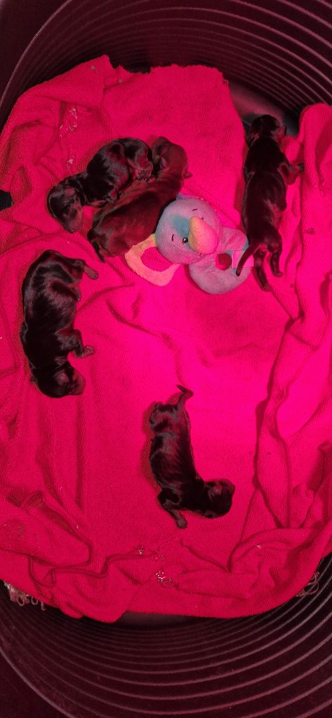 Chiot Pinscher nain des Princes Pinscher