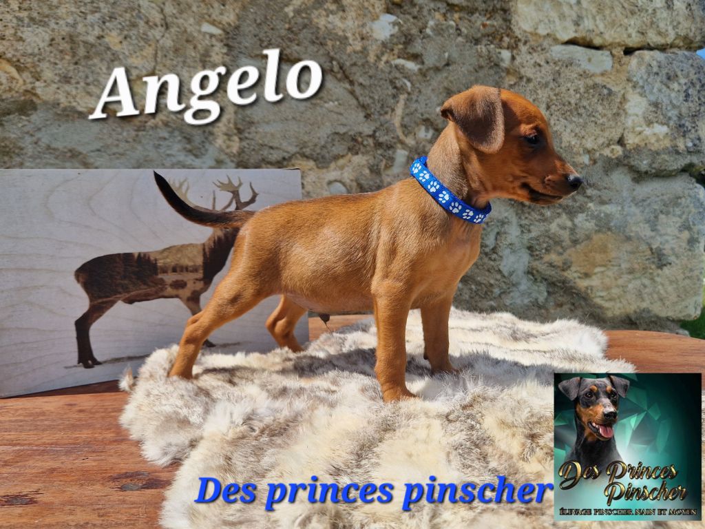 des Princes Pinscher - Chiots disponibles - Pinscher nain