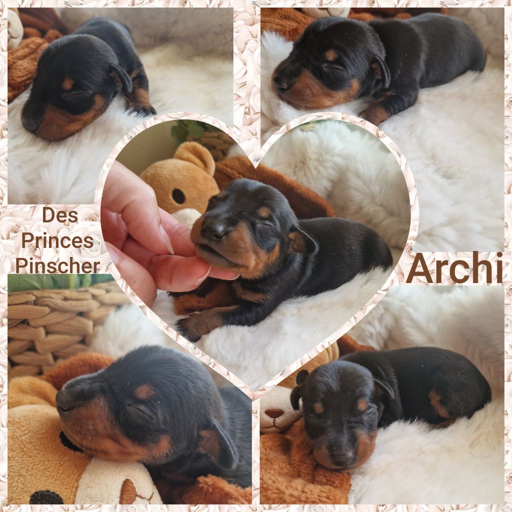 des Princes Pinscher - Chiots disponibles - Pinscher nain