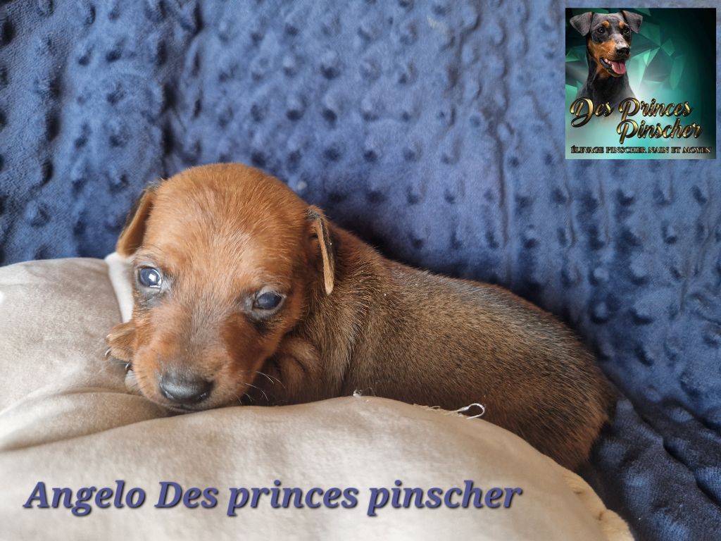 des Princes Pinscher - Chiots disponibles - Pinscher nain