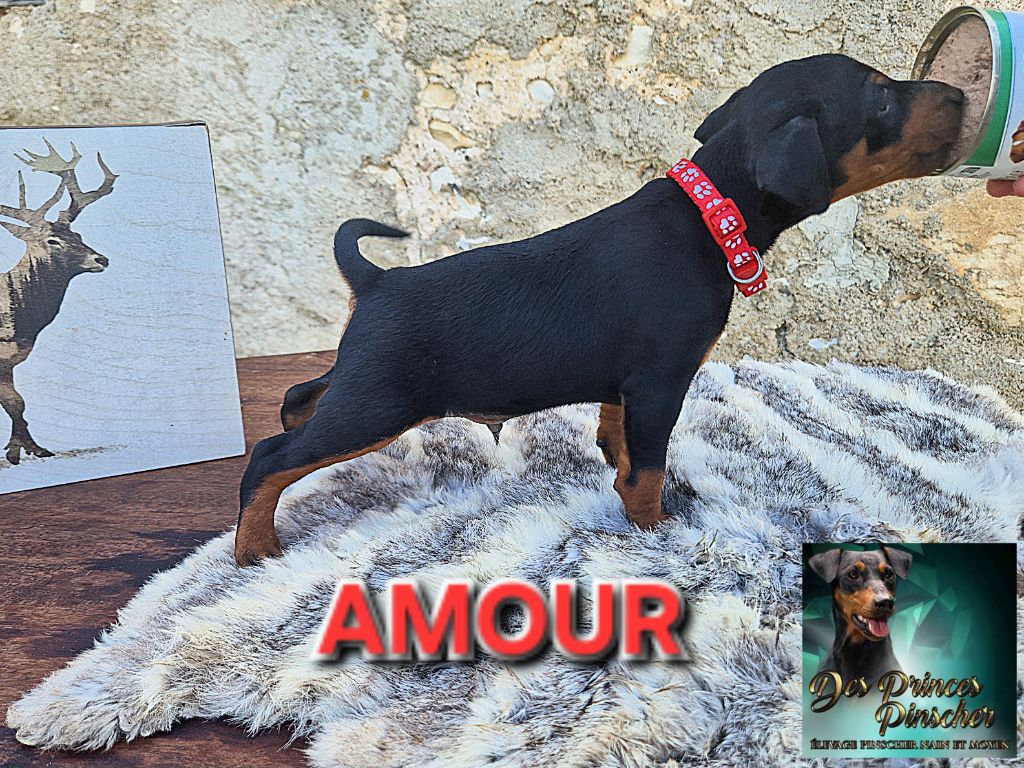 des Princes Pinscher - Chiots disponibles - Pinscher nain
