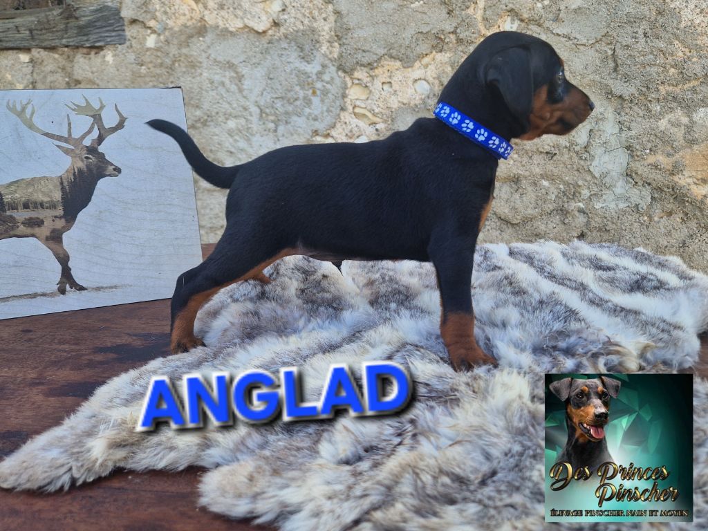 des Princes Pinscher - Chiots disponibles - Pinscher nain