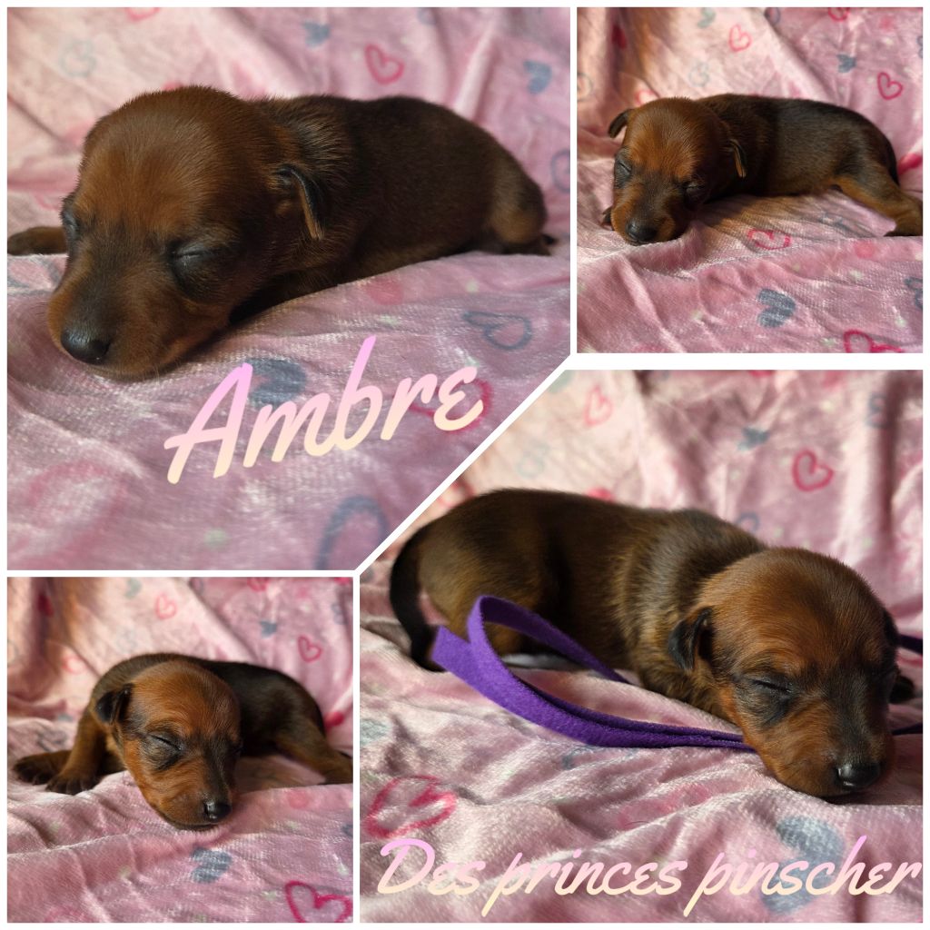 des Princes Pinscher - Chiots disponibles - Pinscher nain
