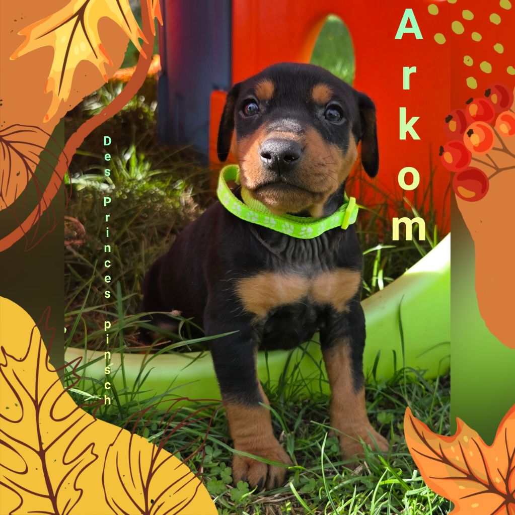 des Princes Pinscher - Chiots disponibles - Pinscher Allemand