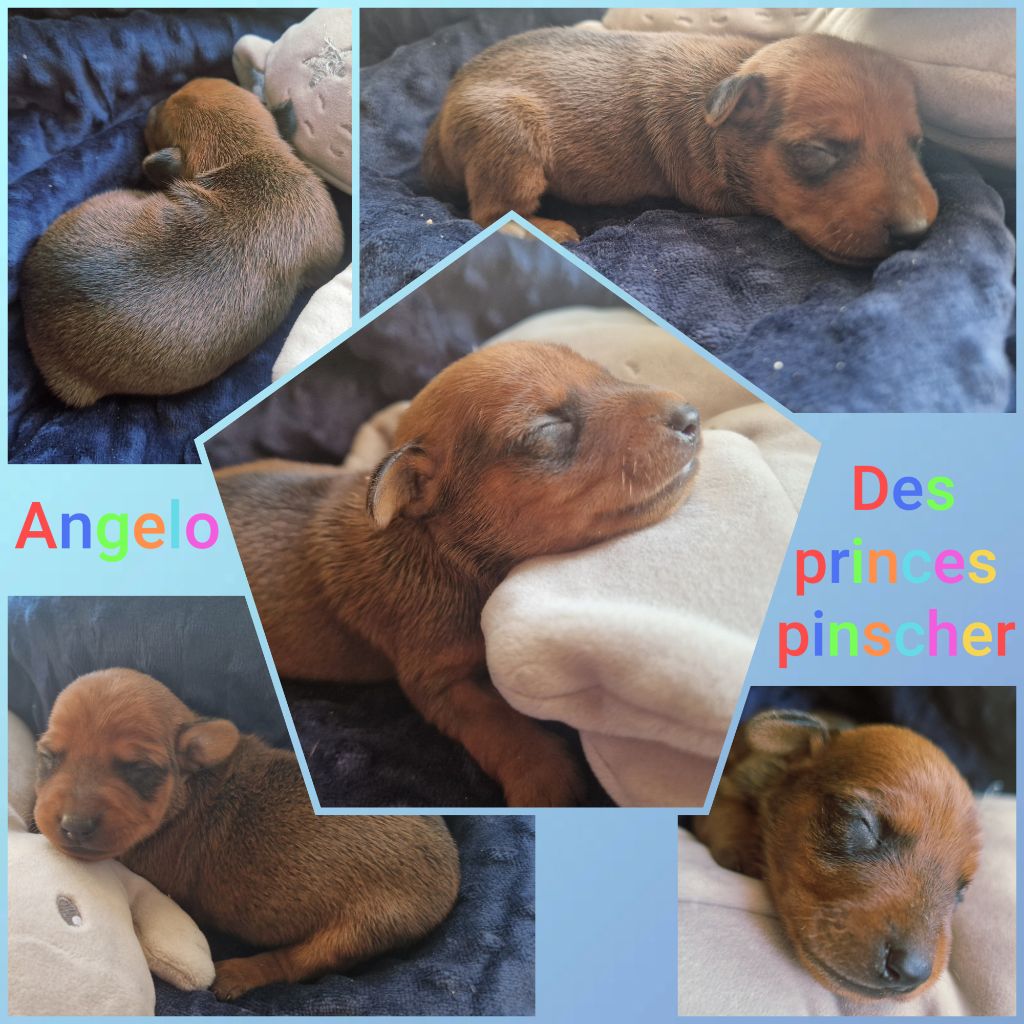 des Princes Pinscher - Chiots disponibles - Pinscher nain