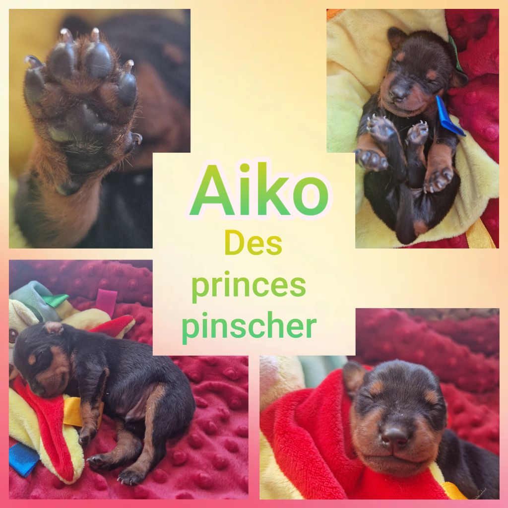 des Princes Pinscher - Chiots disponibles - Pinscher nain