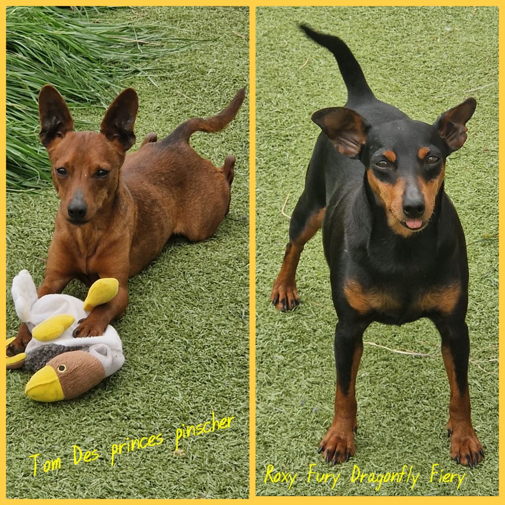Chiot Pinscher nain des Princes Pinscher