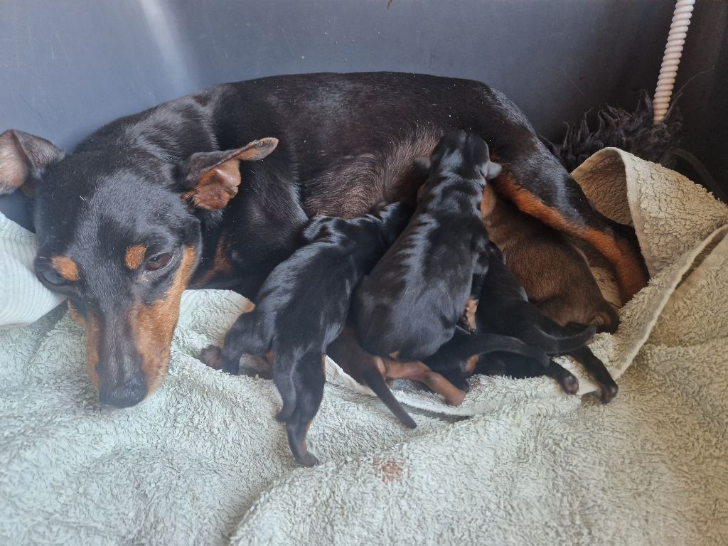 des Princes Pinscher - Pinscher nain - Portée née le 10/06/2025