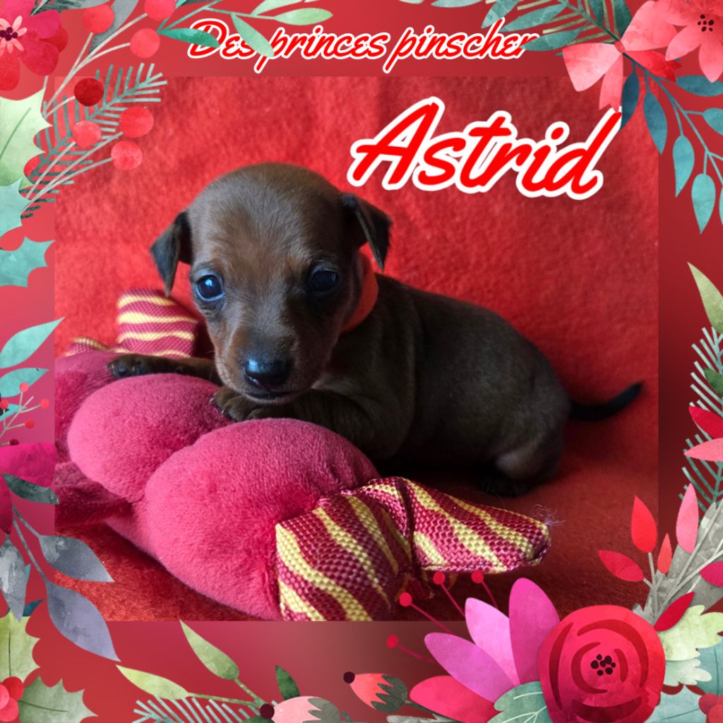 des Princes Pinscher - Chiots disponibles - Pinscher nain