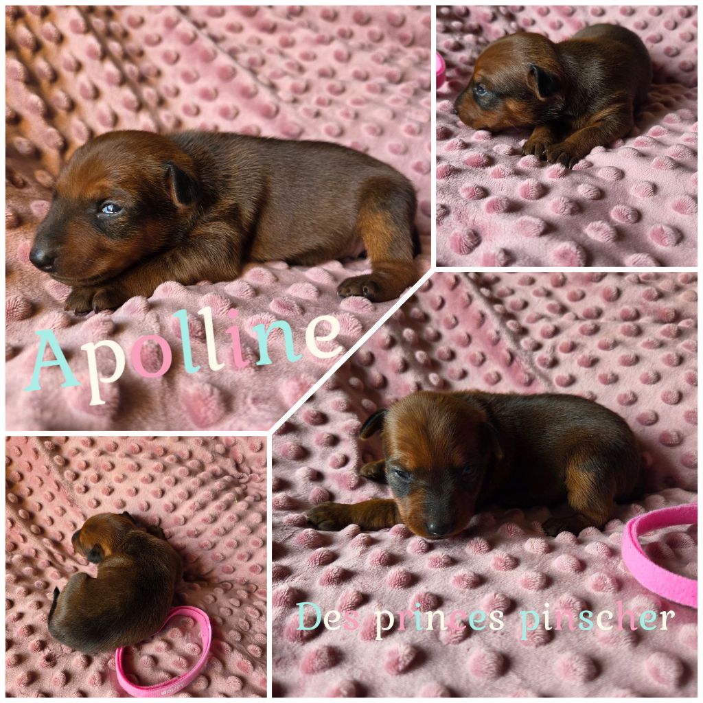 des Princes Pinscher - Chiots disponibles - Pinscher nain